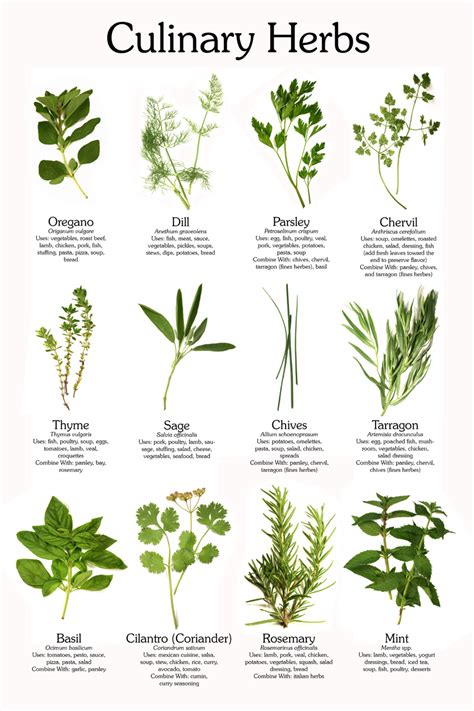 Carole's Chatter: Here are the common culinary herbs