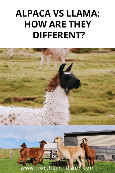 Alpaca vs Llama: How are they different? - Northern Nester