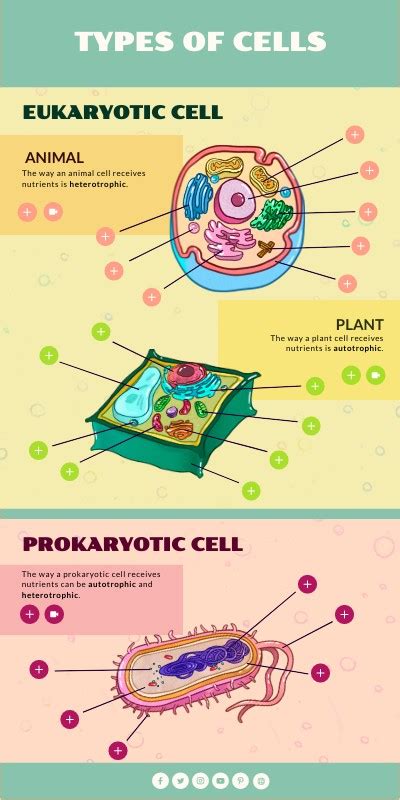 TYPES OF CELLS: VERTICAL INFOGRAPHIC