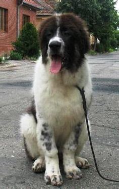 Bucovina Shepherd #Dogs #Puppy Large Dogs