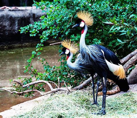 The Grey Crowned Crane - Uganda’s Majestic National Bird