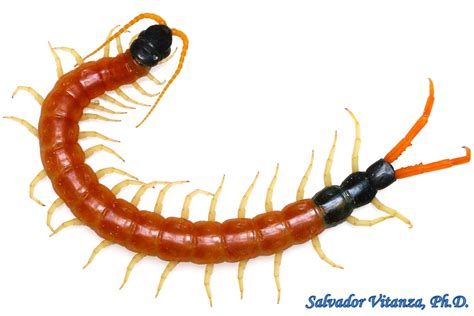 Class Chilopoda-Scolopendromorpha-Scolopendridae-Scolopendra heros ...