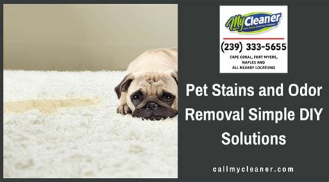 Pet Stains & Odor Removal Simple DIY Solutions | My Cleaner