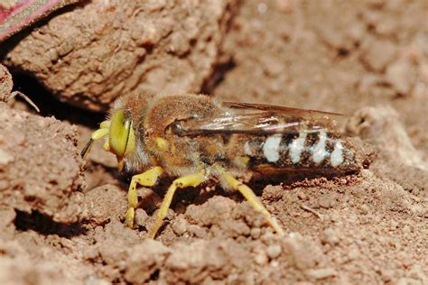 Wasp | Description, Types, Solitary, Social, Parasitoid, Examples ...