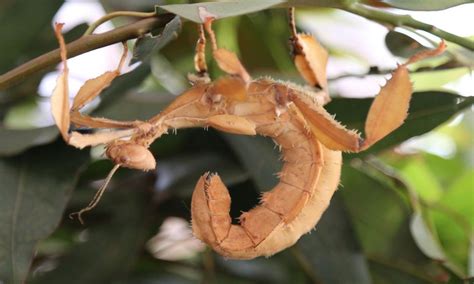 Australian Insects: Giant Prickly Stick Insect: Keeping, Lifecycle ...