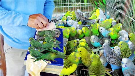 Finally Releasing New lines of Parakeet Birds in the Avairy & Here's what happened!! - YouTube