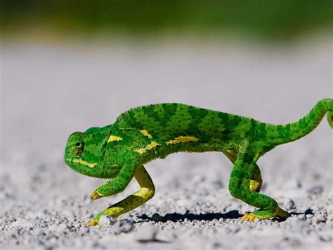 🔥 [66+] Lizard Wallpapers | WallpaperSafari