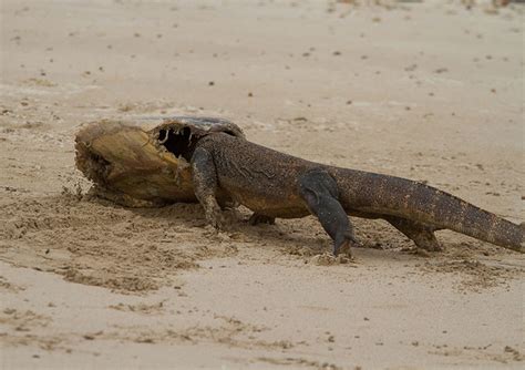 Cruising the Komodo National Park – America´s Bilingual Boating Magazine