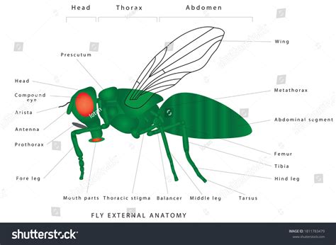 파리 해부학 파리의 형태학(측면 뷰). 곤충 스톡 벡터(로열티 프리) 1811783479 | Shutterstock