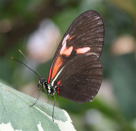 Heliconiidae Free Stock Photo - Public Domain Pictures