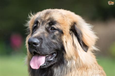 Leonberger Dog Breed | Facts, Highlights & Buying Advice | Pets4Homes