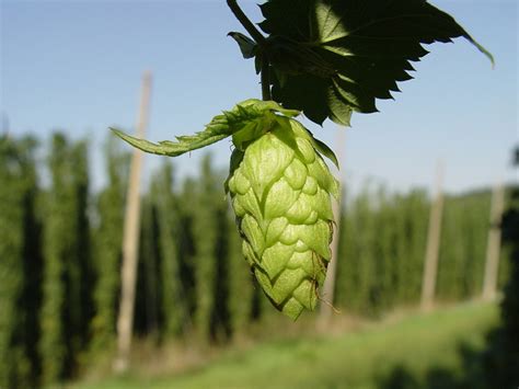 What Vermont beers are made with Mosaic hops? – Stowe Beer