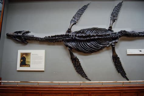 The first plesiosaur fossil found by Mary Anning in 1821 in Lyme Regis, Dorset | Dinosaur ...