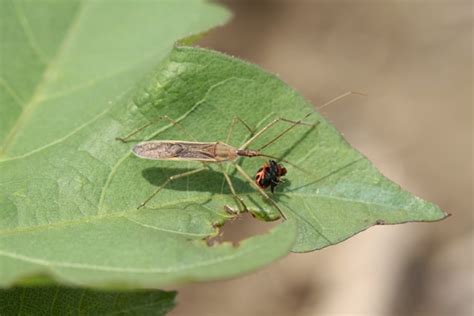 Preying on Predators - UT Crops News