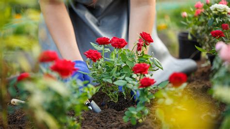 15 Essential Rose-Growing Tips