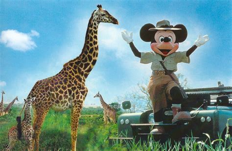 My Favorite Disney Postcards: Animal Kingdom - 2. Kilimanjaro Safaris