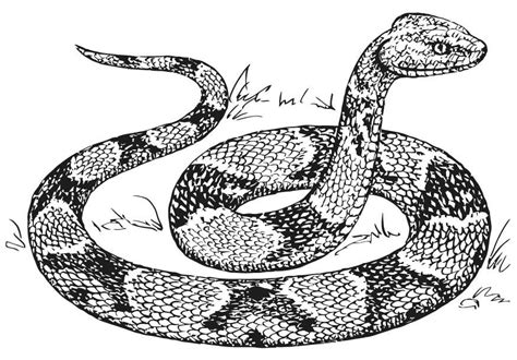 Coloring page copperhead snake - img 15740.