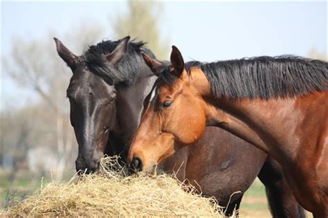 How Much Does A Horse Eat? | BUCKEYE™ Nutrition