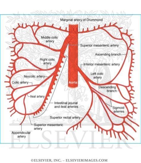 Superior and Inferior Mesenteric Arteries | Nurse | Pinterest | Anatomy, Medicine and Medical