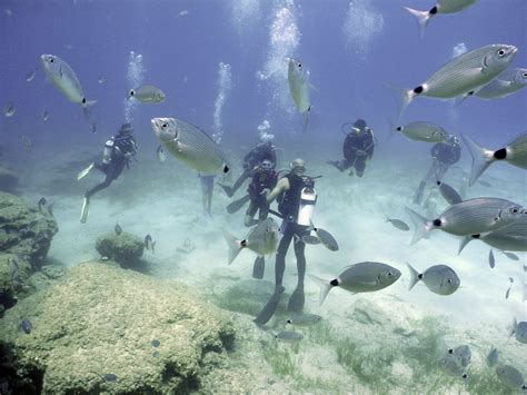 Scuba Diving Little Bay Beach Little Bay New South Wales Australia