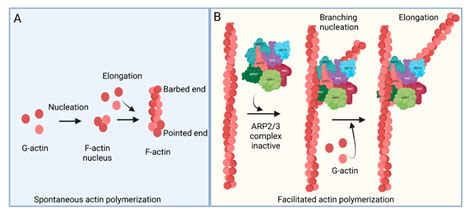 ARP2/3 Complex-Driven Actin Polymerization in RSV Infection ...