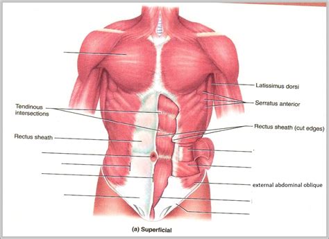 abdominal | Anatomy System - Human Body Anatomy diagram and chart images