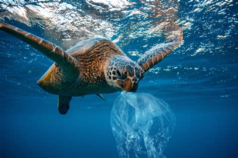 Sea turtle eating plastic bag - Globetrender