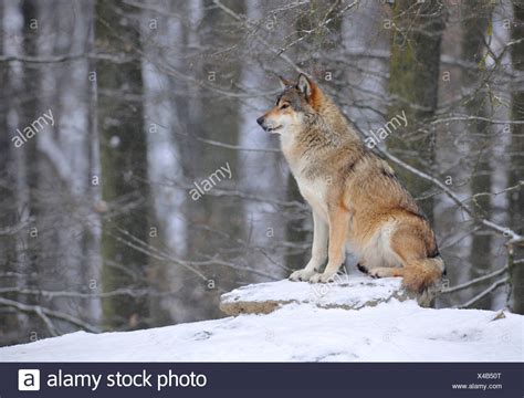 Canadian Wolf Pack High Resolution Stock Photography and Images - Alamy