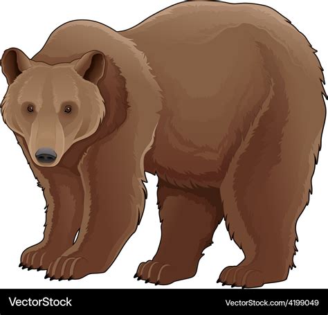 Brown bear Royalty Free Vector Image - VectorStock