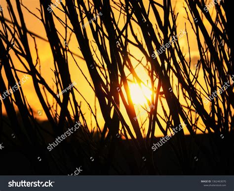 Dead Tree Silhouette Sunset Background Stock Photo 1362463070 | Shutterstock