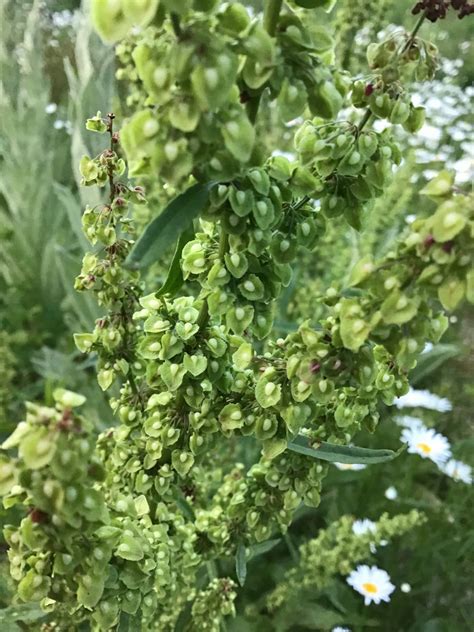 100 Wild Curly Dock rumex Crispus Yellow Dock Seeds - Etsy