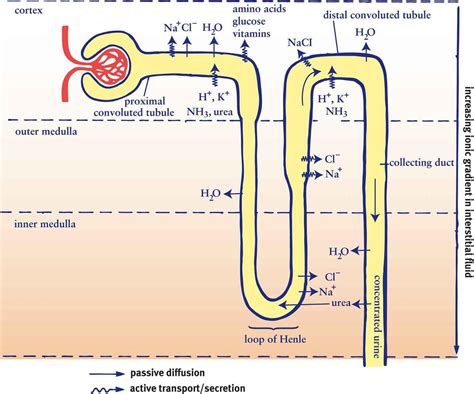 Tubular Secretion In Kidney