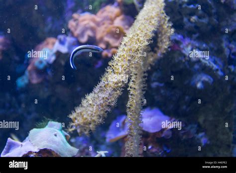 gorgonia coral close up in Aquarium Stock Photo - Alamy