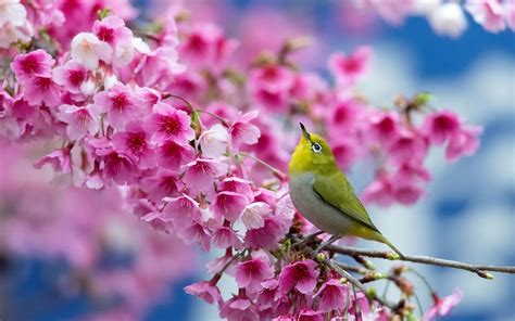 Most Beautiful Spring Wallpapers on WallpaperDog