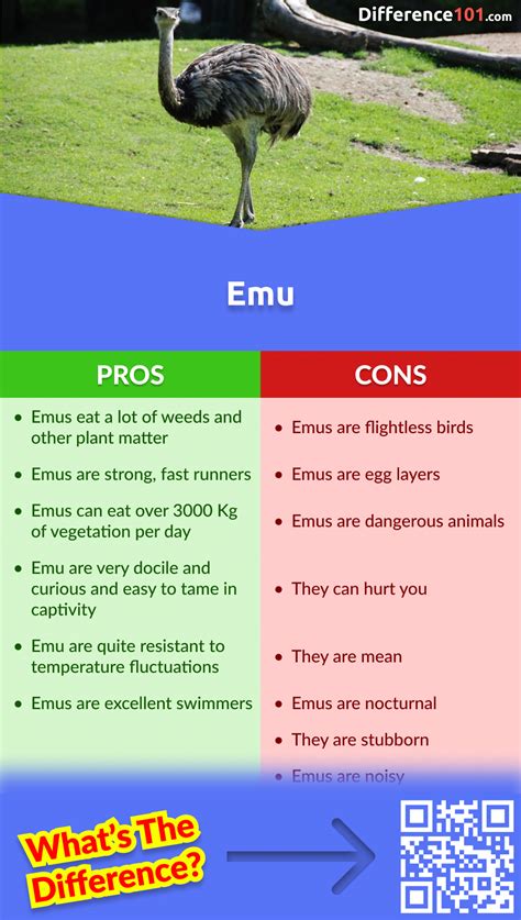 Emu vs. Ostrich: 6 Key Differences, Pros & Cons, Similarities | Difference 101