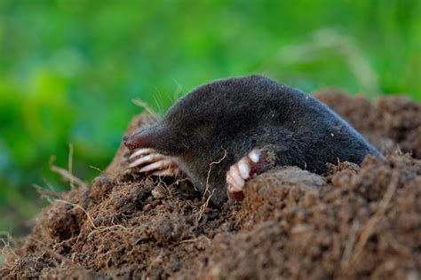 6 Interesting Facts About Moles in Lawns & How to Control Them in WI or MN