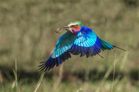 Most beautiful African bird - Jim Zuckerman photography & photo tours