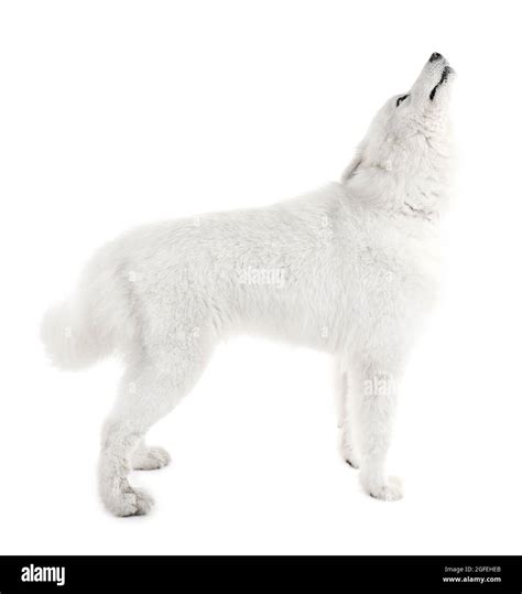 Fluffy samoyed dog isolated on white Stock Photo - Alamy