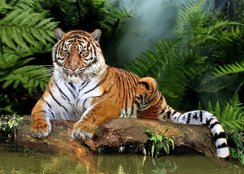 Jungle Tiger #1 Digital Art by Glenn Holbrook - Pixels