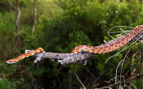 Where to Find Corn Snakes in the Wild? - Reptile Jam