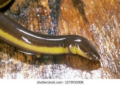 20 Caecilians Aquatic Images, Stock Photos & Vectors | Shutterstock