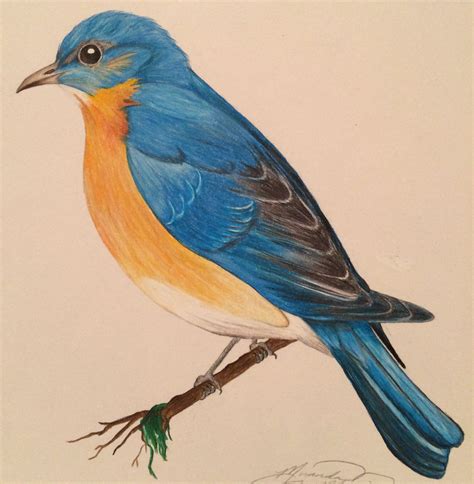 Eastern Bluebird colored pencil | Bird, Learn to paint, Colored pencils