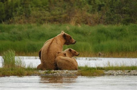 Bring Your Binoculars On This Thrilling Fraser River Safari