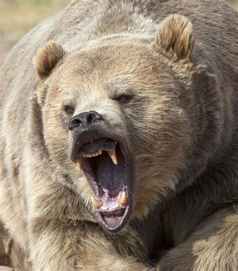 Bear- excellent shot of how they bare their teeth: they pull back the muscles in their muzzle ...