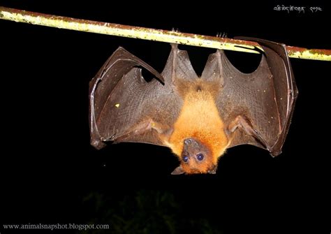 Animal Snapshot: Flying-fox / fruit bat