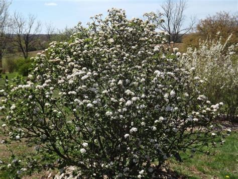 Burkwood Viburnum Care And Complete Growing Guide