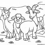 3 Billy Goats Gruff Coloring Page  Pagescom sketch template