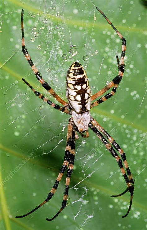 Black and Yellow Garden Spider - Stock Image - Z430/0621 - Science ...