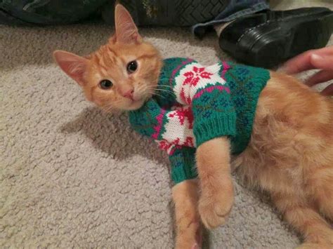 30 Photos of Cats in jumpers, various Hoodies and Tops!