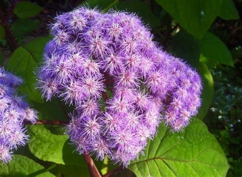 Eupatorium megalophyllum-Purple Mist Flower-Photos & Information